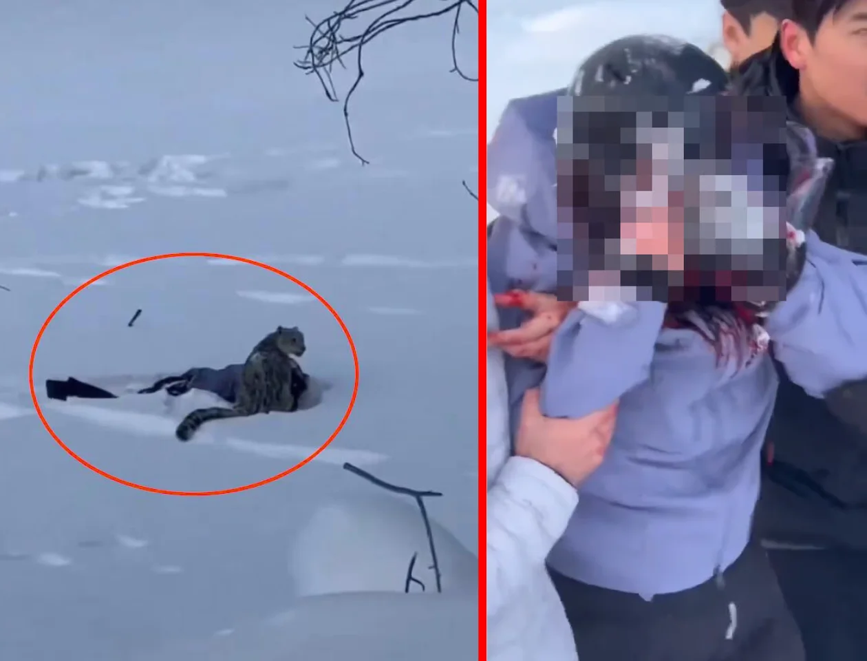 WATCH: Skier Injured After Snow Leopard Attack in Northern China, Video Shows