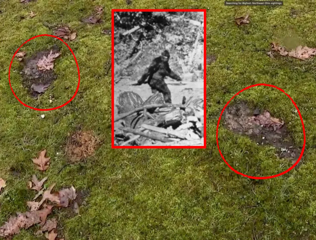 Mysterious Beast Stalks Ohio Woods Leaving Massive Footprints and Eerie Howls