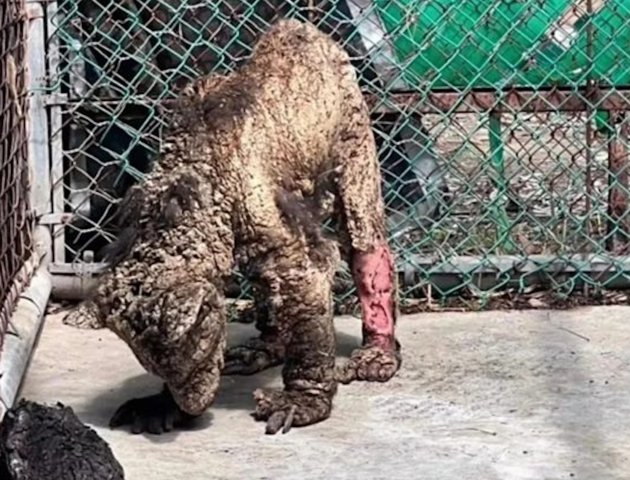 WATCH: Ailing Bear Cub 'Mina' Transferred From Zoo After Viral Video Sparks Outcry