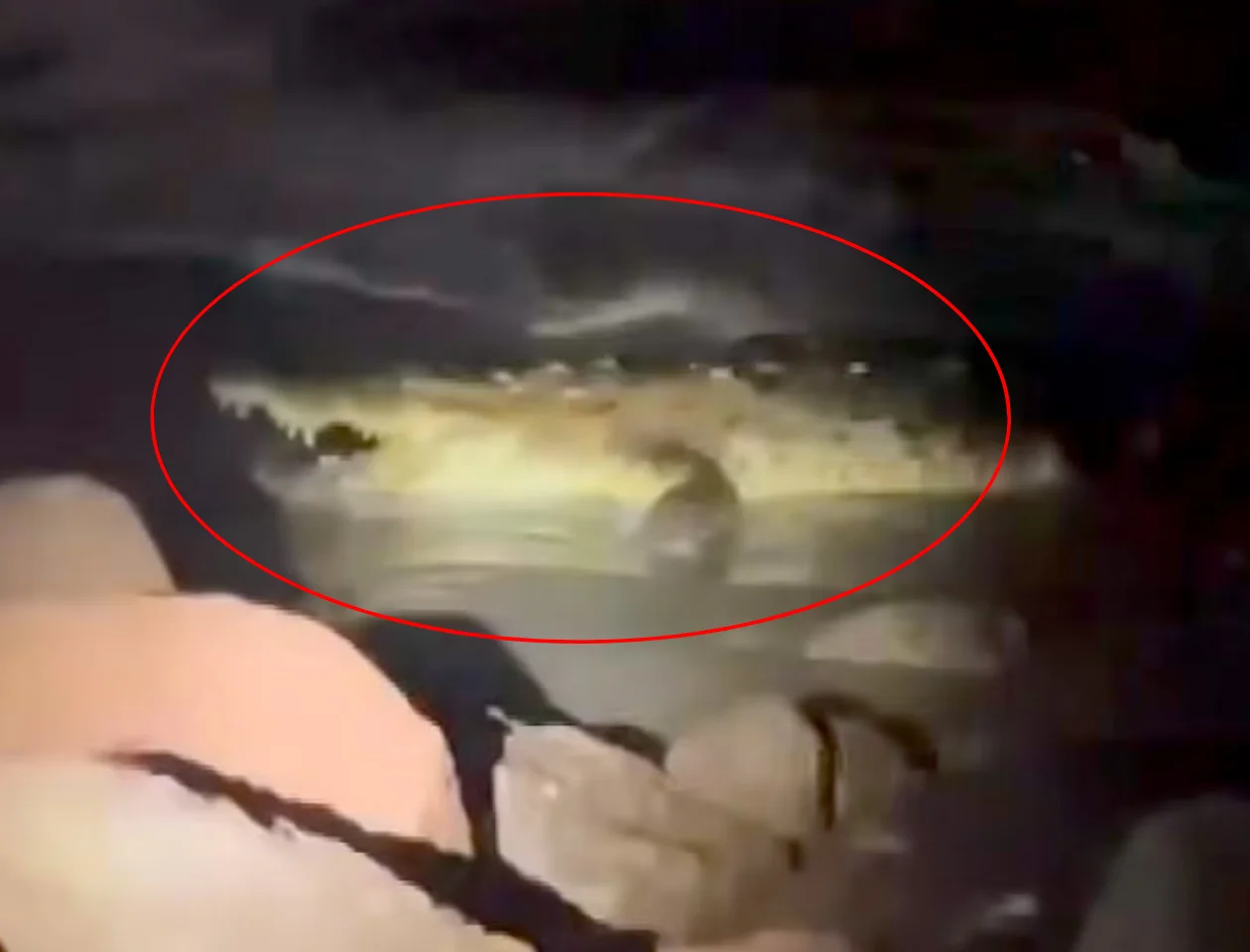 WATCH: Man Killed by Crocodile at Puerto Vallarta Resort Beach as California Couple Desperately Tried to Save Him