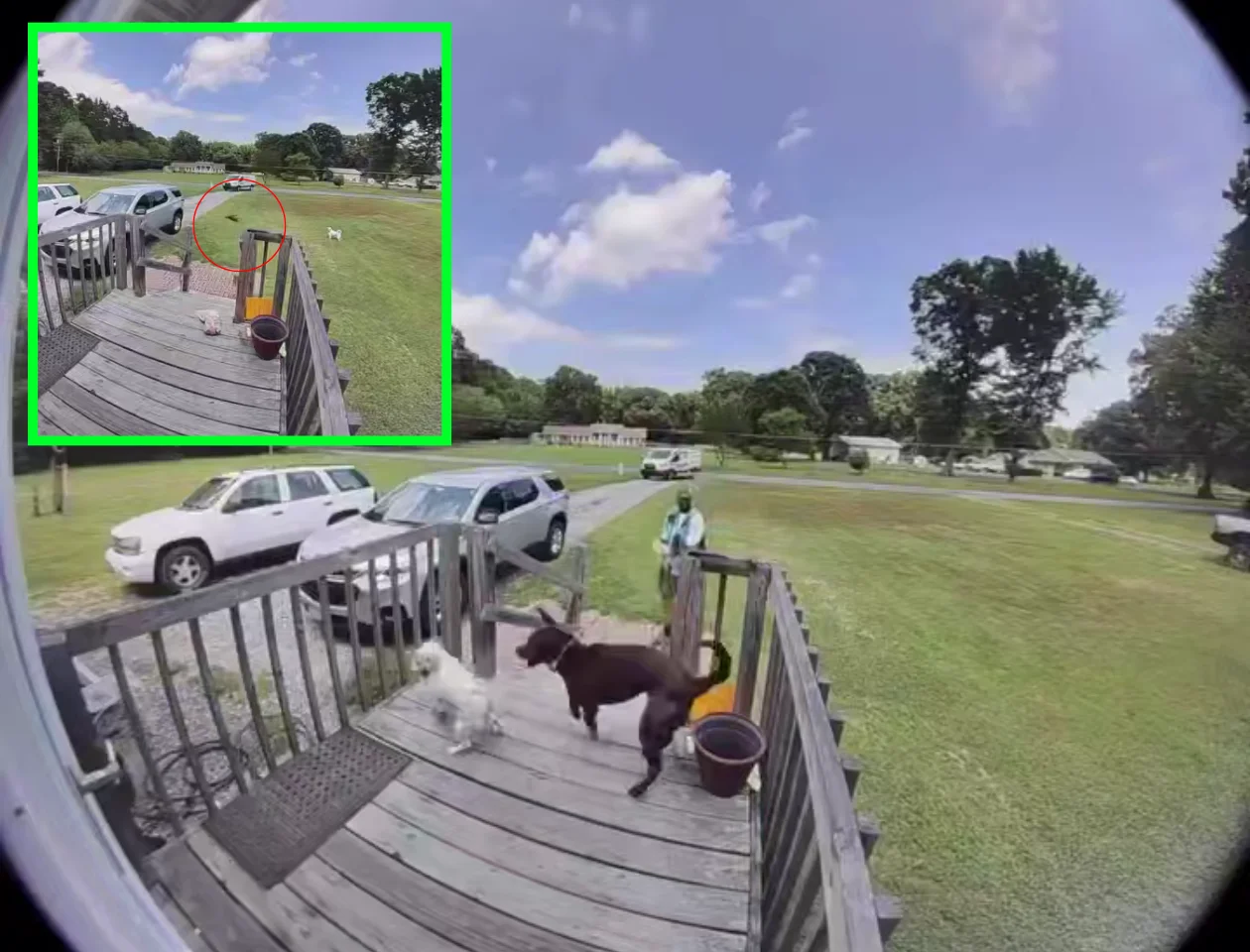 WATCH: Amazon Driver Pepper-Sprays Dog During Delivery — Internet Divided After Video Shows Animal Was Just Walking Over to Greet Him