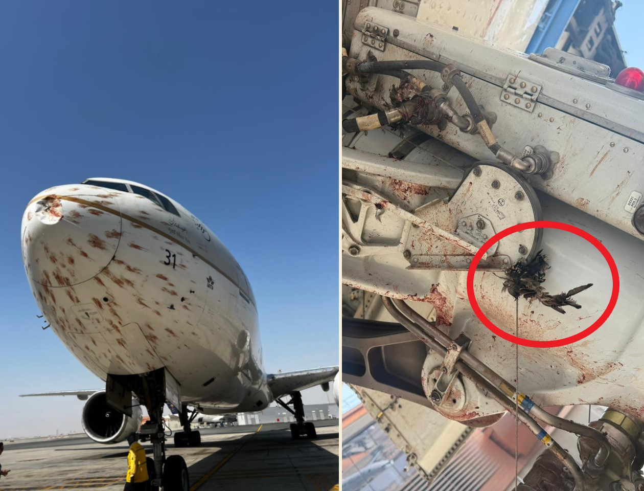 WATCH: Saudia Flight Lands Safely After 'Shocking' Bird Strike Leaves Wing Bloody, Dents Nose